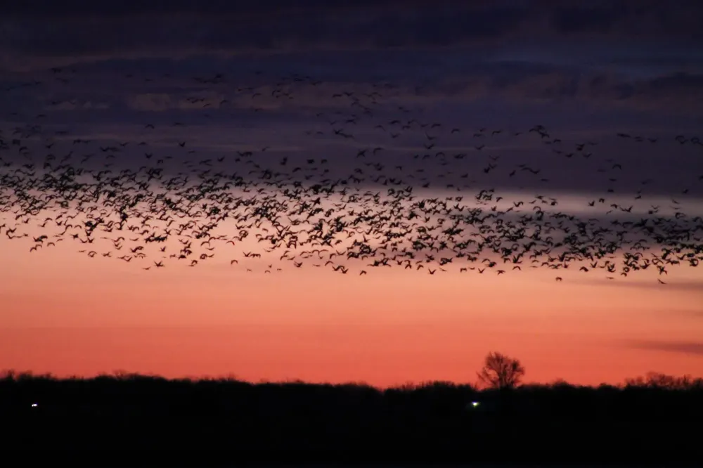 Sandhill Crane migration at sunset over Kearny, Nebraska